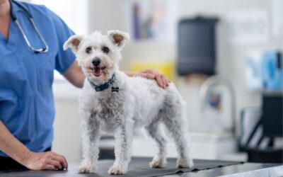 Owning Pets Can Make You Healthier 2