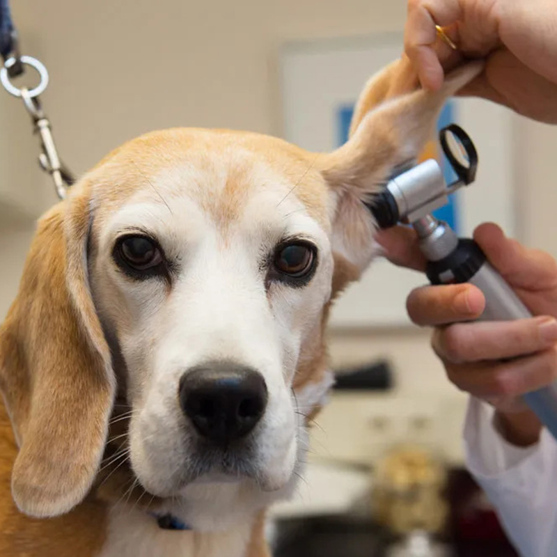 Pet Eye & Ear Surgery