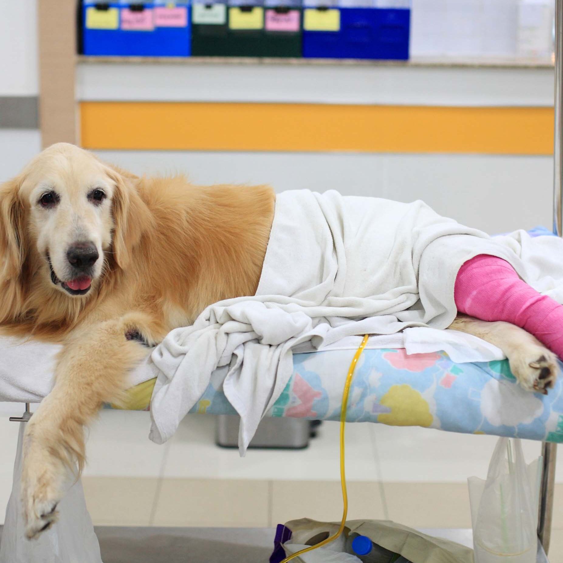orthopedic-surgery-service A dog on vet table