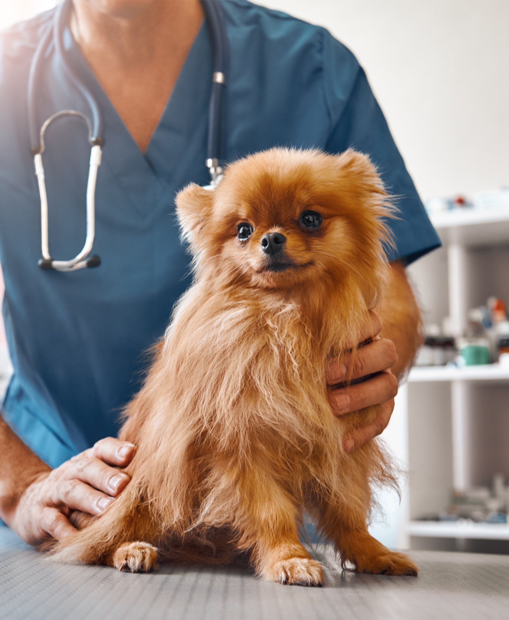 A Veterinarian Holding a Brown Dog