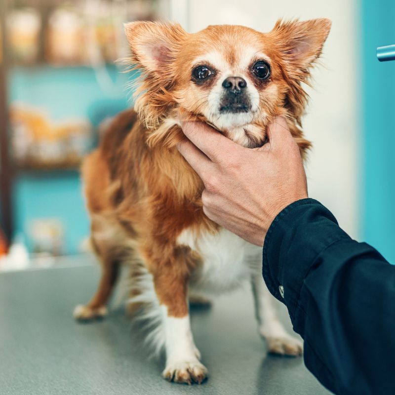 Pet eye surgeries a person checking a dog