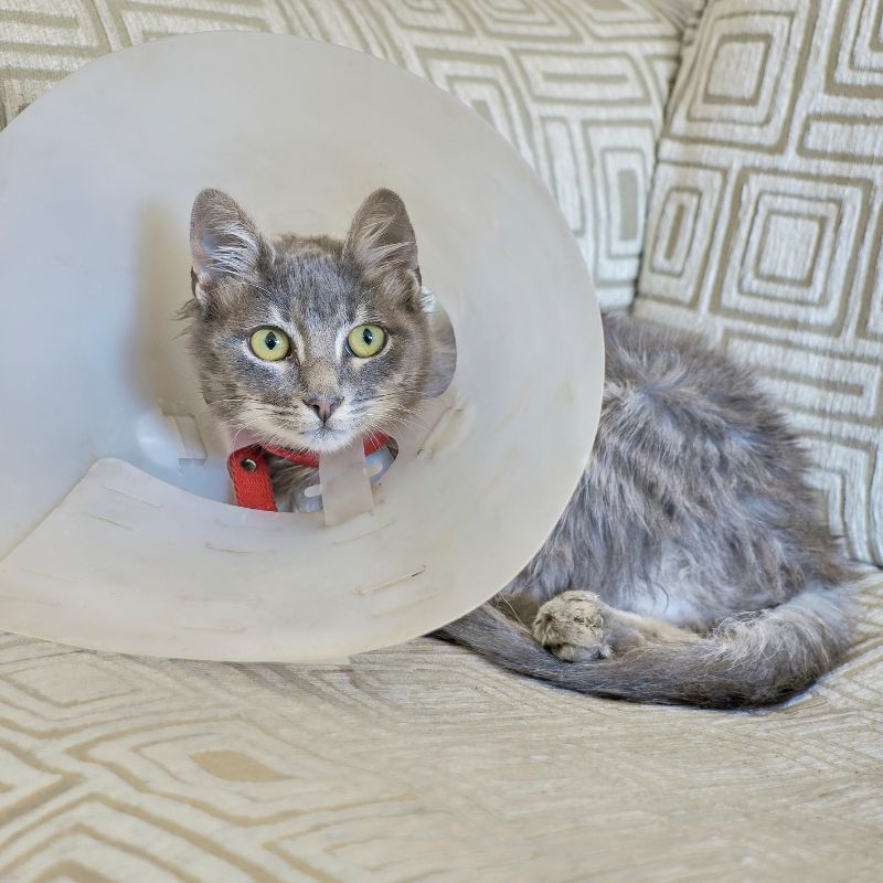 A cat with a protective cone